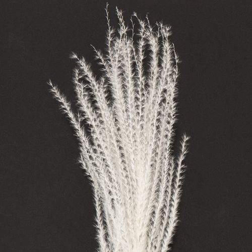 Artículo Flores secas, hierba plateada. Elegante decoración natural para el hogar y la oficina. 70 cm, 10 unidades.