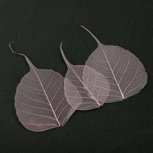 Floristik24 Hojas de esqueleto Hojas de Bodhi esqueletizadas moradas 5-15cm 200 uds