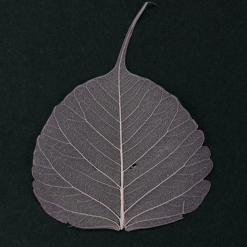 Artículo Hojas de esqueleto Hojas de Bodhi esqueletizadas moradas 5-15cm 200 uds