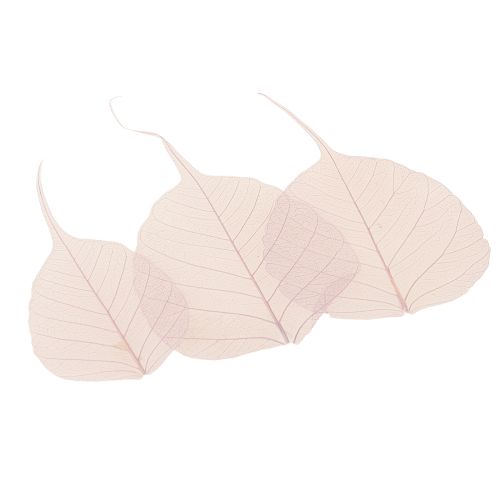 Artículo Hojas de esqueleto Hojas de Bodhi esqueletizadas moradas 5-15cm 200 uds