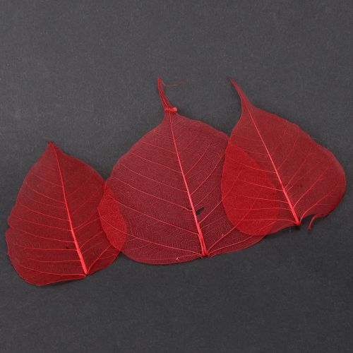 Floristik24 Hojas de esqueleto Hojas de Bodhi esqueletizadas rojas 5-15cm 200 piezas