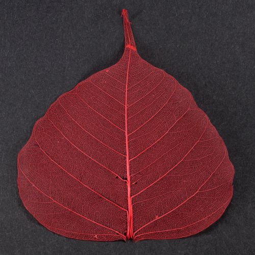 Artículo Hojas de esqueleto Hojas de Bodhi esqueletizadas rojas 5-15cm 200 piezas