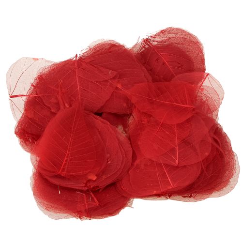 Artículo Hojas de esqueleto Hojas de Bodhi esqueletizadas rojas 5-15cm 200 piezas