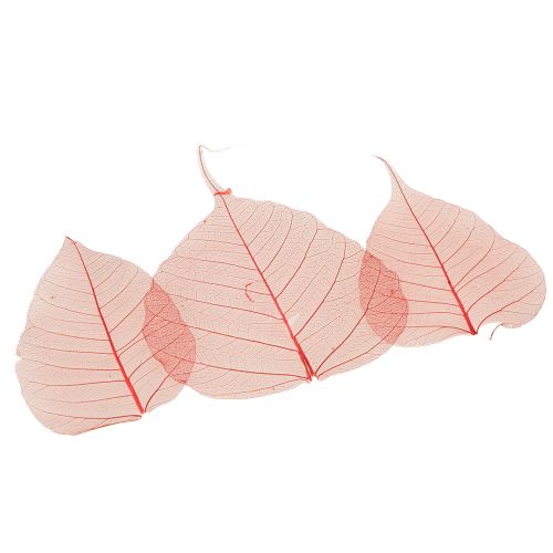 Artículo Hojas de esqueleto Hojas de Bodhi esqueletizadas rojas 5-15cm 200 piezas