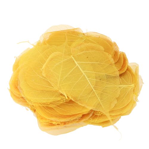 Artículo Hojas de esqueleto, hojas de álamo, amarillas, 5-15 cm, 200 piezas