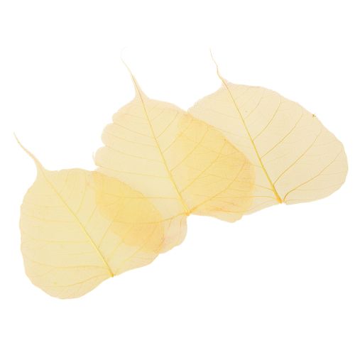 Artículo Hojas de esqueleto, hojas de álamo, amarillas, 5-15 cm, 200 piezas