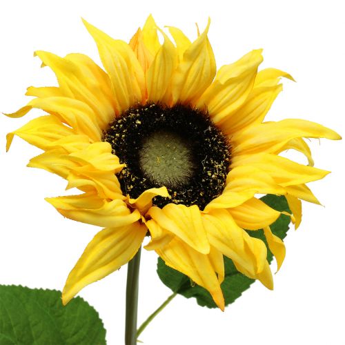 Floristik24 Girasol de tallo largo amarillo 53cm