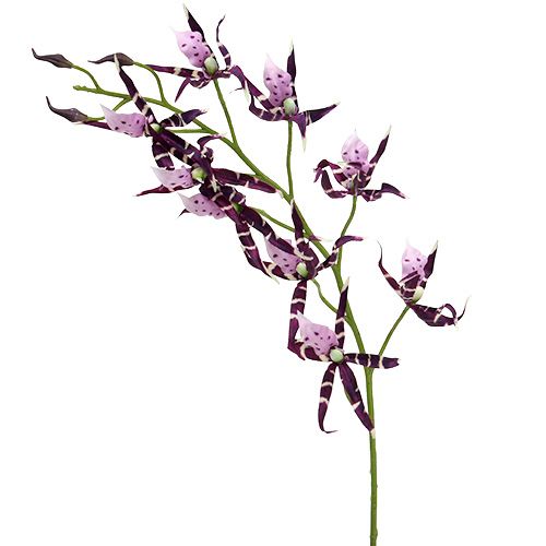 Floristik24 Orquídeas araña Brassia violeta 108cm 3uds