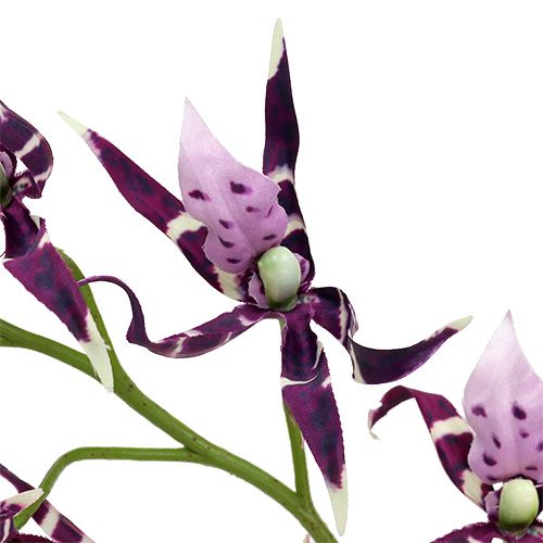 Artículo Orquídeas araña Brassia violeta 108cm 3uds