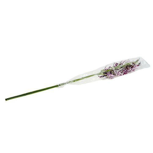 Floristik24 Orquídeas araña Brassia violeta 108cm 3uds