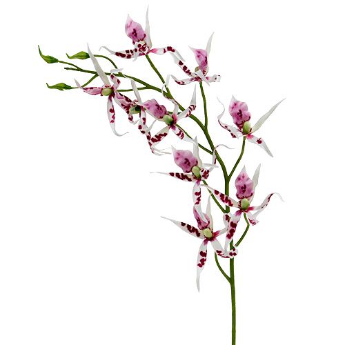 Floristik24 Orquídeas Araña Brassia Rosa-Blanco 108cm 3pcs