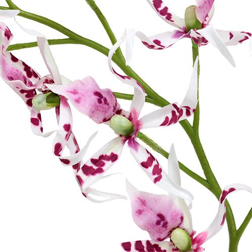 Floristik24 Orquídeas Araña Brassia Rosa-Blanco 108cm 3pcs