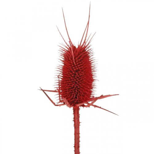 Floristik24 Tarjetas puntiagudas rojas 1kg