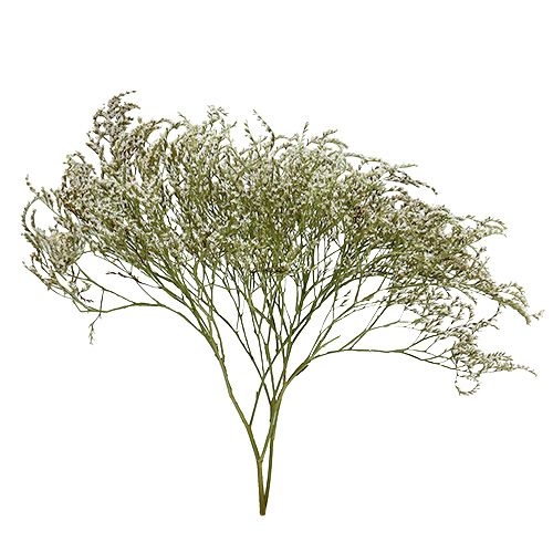 Artículo Lavanda marina Statice Tatarica flores secas naturales 2 kg