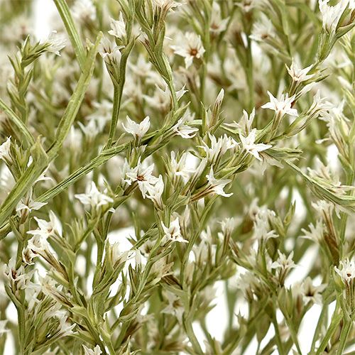 Artículo Lavanda marina Statice Tatarica flores secas naturales 2 kg