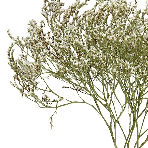 Artículo Lavanda marina Statice Tatarica flores secas naturales 2 kg