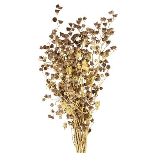Artículo Flores secas decoración ramas decorativas Stefani rama 95cm 200g