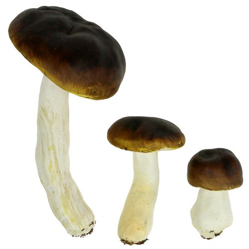 Floristik24 Hongo porcini marrón H8cm - 20cm 6pcs