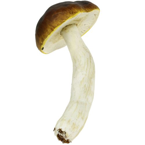 Floristik24 Hongo porcini marrón H8cm - 20cm 6pcs