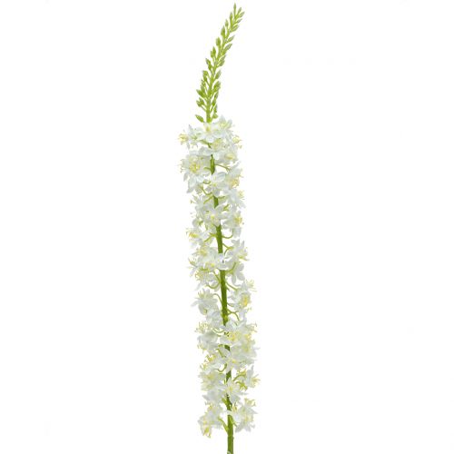 Floristik24 Cola del desierto blanco 106cm