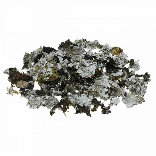 Floristik24 Liquen decoración natural con gris musgo 500g