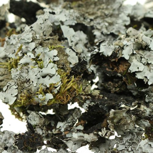 Floristik24 Liquen decoración natural con gris musgo 500g