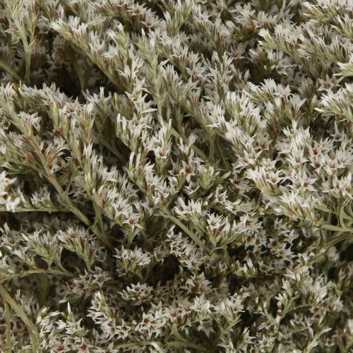 Artículo Lavanda marina Statice Tatarica flores secas naturales 2 kg
