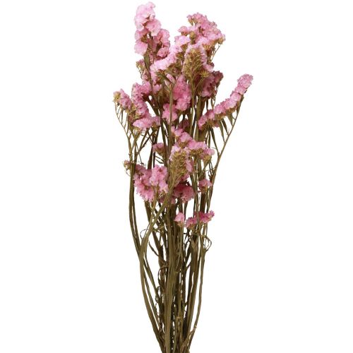 Floristik24 Limonium Playa Flores Secas Lila Rosa 60cm 50g