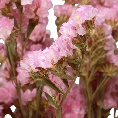 Floristik24 Limonium Playa Flores Secas Lila Rosa 60cm 50g