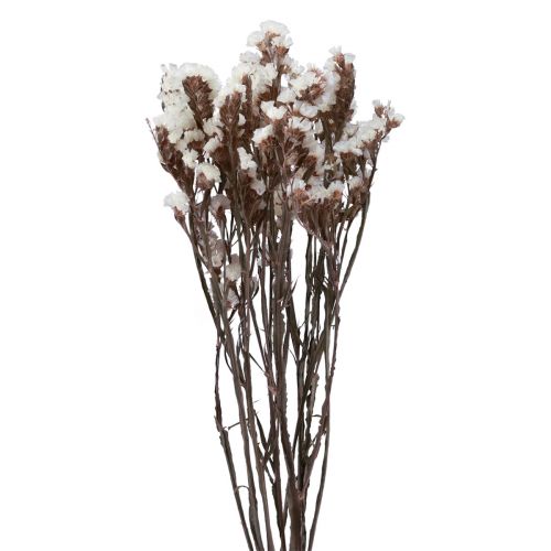 Floristik24 Flores Secas Limonium Blanco Lila Playa 60cm 35g