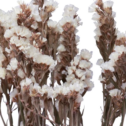 Floristik24 Flores Secas Limonium Blanco Lila Playa 60cm 35g