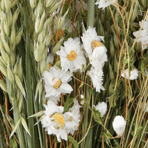 Floristik24 Ramo de flores secas flores blancas paja avena Lagurus 55cm