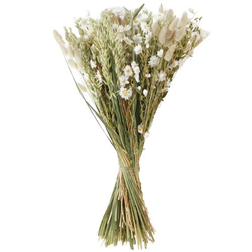 Floristik24 Ramo de flores secas flores blancas paja avena Lagurus 55cm