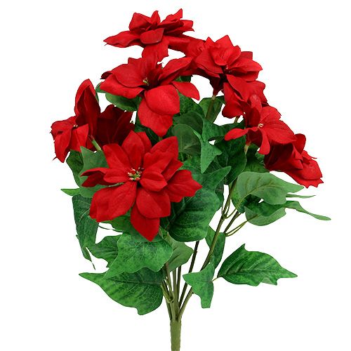 Floristik24 Ramo Poinsettia Rojo L47cm