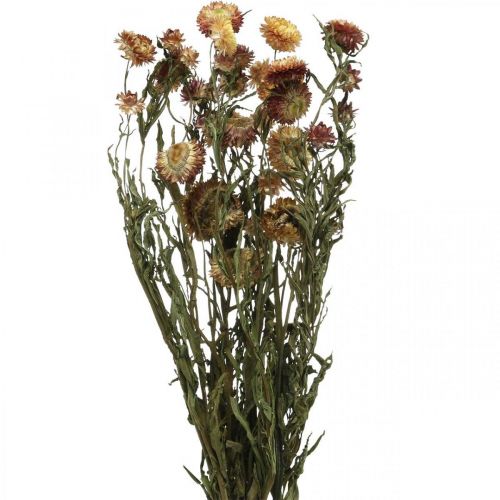 Flor de paja Amarillo, rojo seco Helichrysum flor seca 50cm 60g