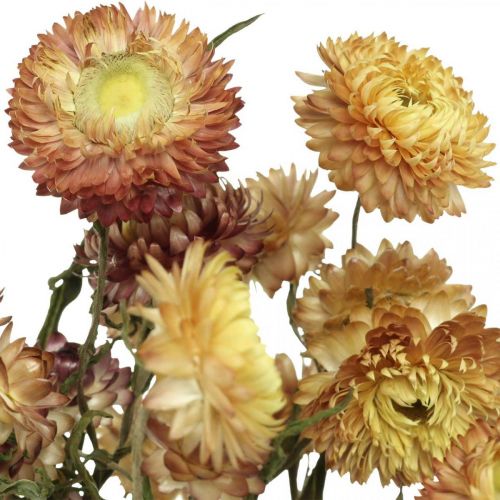 Artículo Flor de paja Amarillo, rojo seco Helichrysum flor seca 50cm 60g