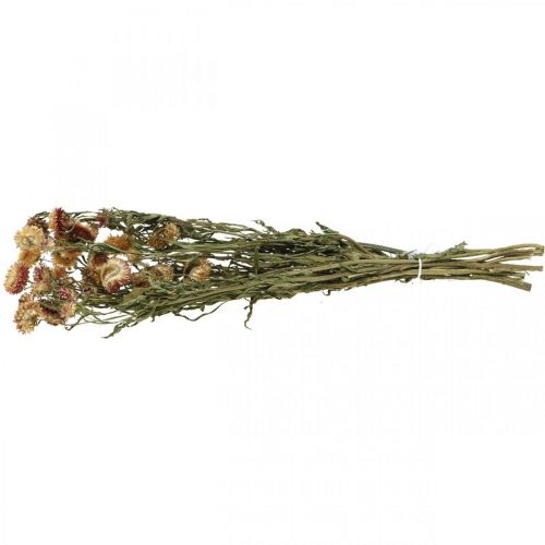 Artículo Flor de paja Amarillo, rojo seco Helichrysum flor seca 50cm 60g