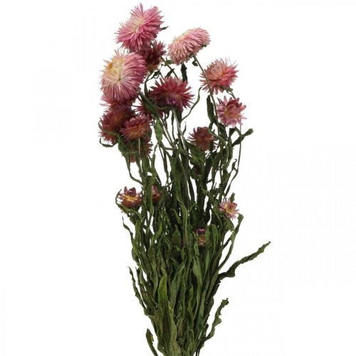 Floristik24 Strawflower Pink dry Helichrysum ramo de flores secas 45cm 45g