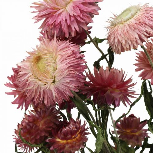 Floristik24 Strawflower Pink dry Helichrysum ramo de flores secas 45cm 45g