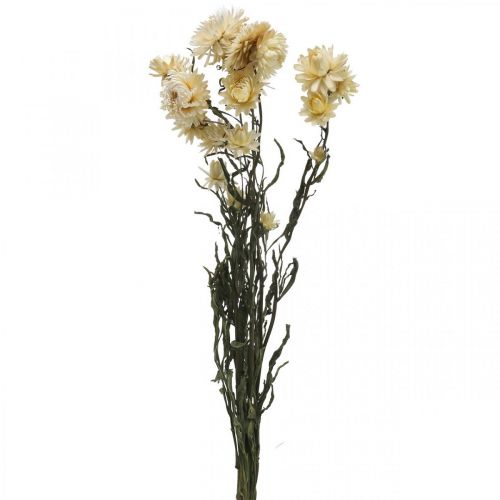 Decoración seca flor de paja crema helicriso seco 50cm 30g