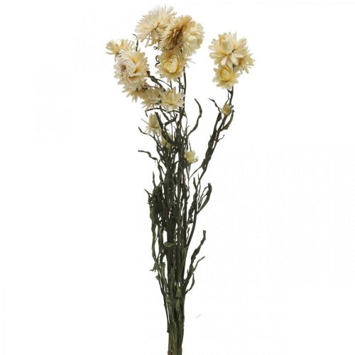 Artículo Decoración seca flor de paja crema helicriso seco 50cm 30g
