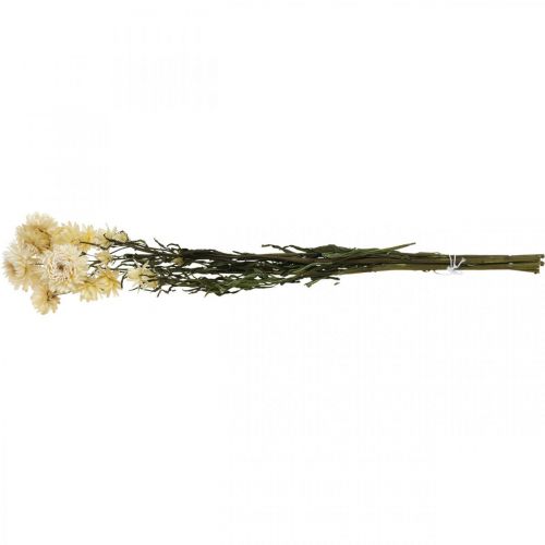Artículo Decoración seca flor de paja crema helicriso seco 50cm 30g
