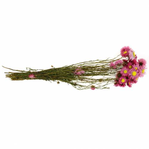 Floristik24 Flor de paja en racimo Flores rosadas secas 25g