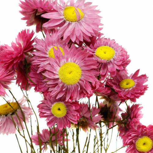 Floristik24 Flor de paja en racimo Flores rosadas secas 25g