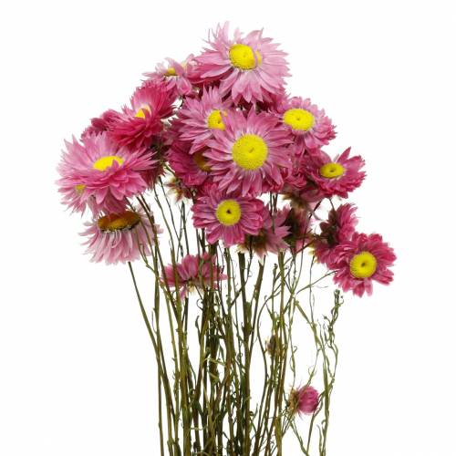 Floristik24 Flor de paja en racimo Flores rosadas secas 25g
