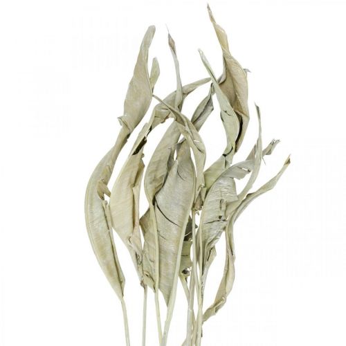 Hojas de Strelitzia secas verdes esmeriladas 45-80cm 10ud