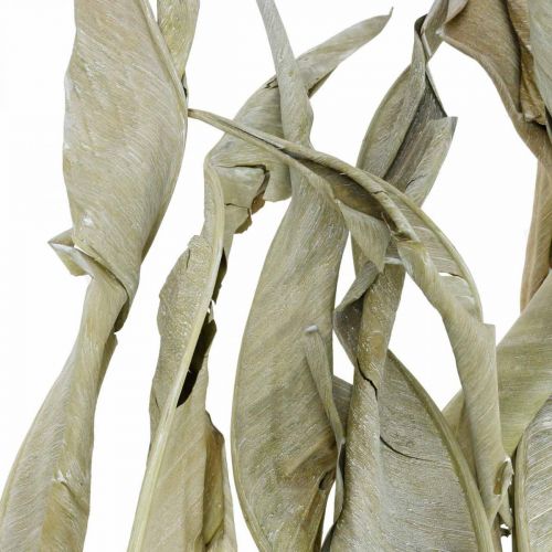 Floristik24 Hojas de Strelitzia secas verdes esmeriladas 45-80cm 10 piezas