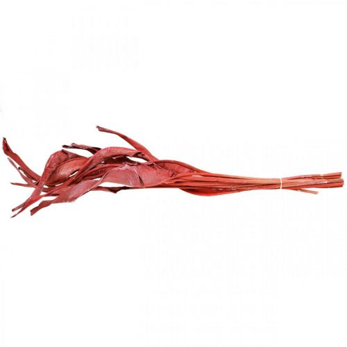 Floristik24 Hojas de Strelitzia floristería seca esmerilada roja 45-80cm 10 piezas