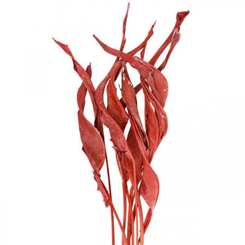 Floristik24 Hojas de Strelitzia floristería seca esmerilada roja 45-80cm 10 piezas