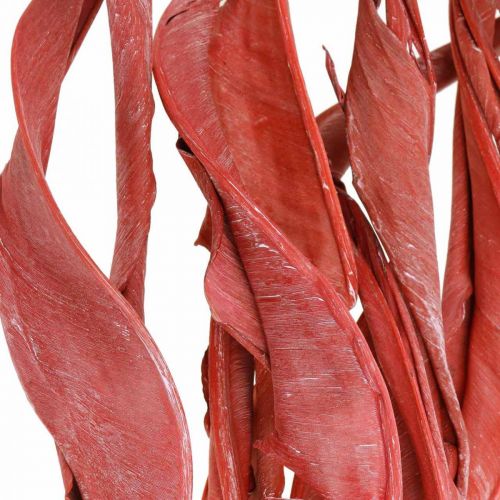 Floristik24 Hojas de Strelitzia floristería seca esmerilada roja 45-80cm 10 piezas